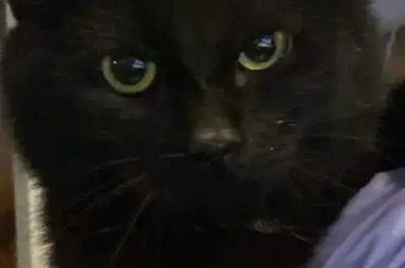 Найдена кошка, Рязань, фото: Кот найден: Рязань, 13