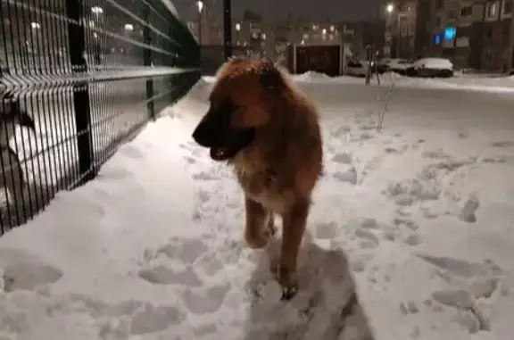 Найдена собака, Нижний Новгород, фото: Найдена собака, б-р Коноваленко 4, НН