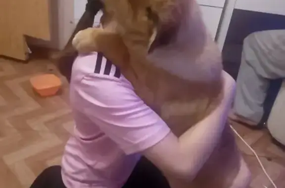 Найдена собака, Томск, фото: Найдена собака на 5-й Армии, 9, Томск