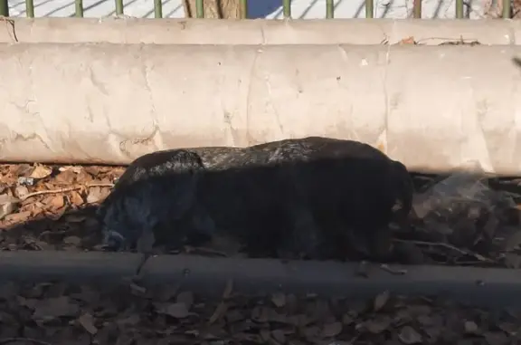 Найдена собака, Таганрог, фото: Собака найдена: Заводская ул., Таганрог