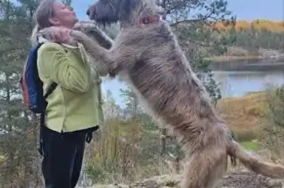 Пропала собака в Токсово, Ленобласть - photo