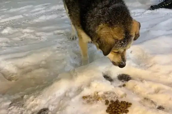 Собака найдена на Лесном проспекте, 79 - photo