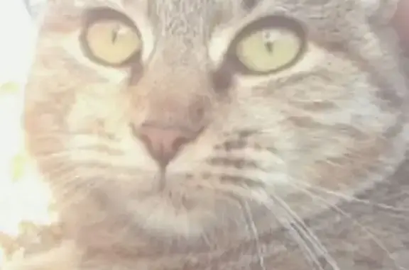 Пропала кошка Муся, ул. Пирогова 100, Ессентуки - photo