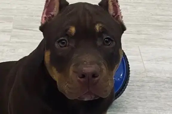 Пропала собака на Ильи Мухачева, 228 - photo