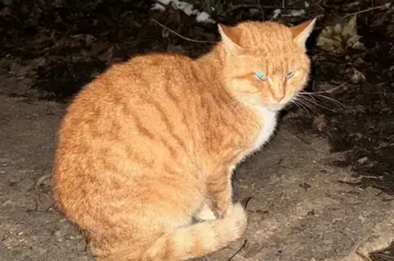 Пропала рыжая кошка, Тополёвая аллея, Москва - photo