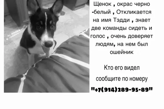 Пропала собака, пр. Карла Маркса, 444 - photo