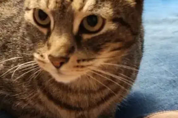 Найдена кошка, Санкт-Петербург, фото: Найден кот, ул. Ярослава Гашека, 2