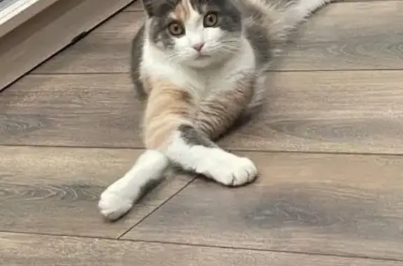 Пропала кошка, Октябрьская ул., Кореновск - photo