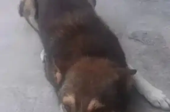 Пропала собака на Виноградной, 6, Краснодар - photo