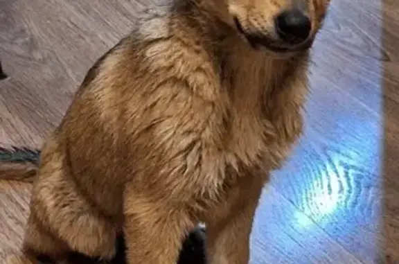 Найдена собака, Псков, фото: Собака найдена: ул. Кузбасской, Псков