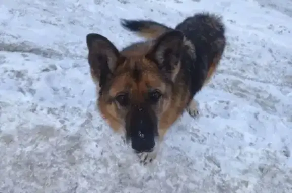 Собака пропала: ул. Мокроусова, Н. Новгород - photo