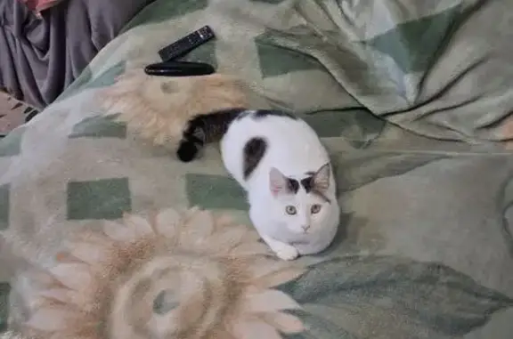 Пропала кошка, Спортивная ул., 17, Миасское - photo