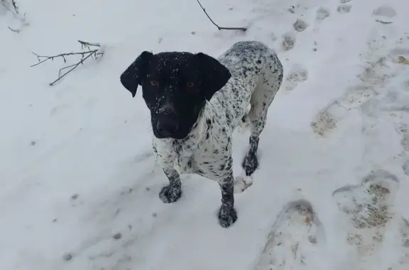 Найдена собака, Торфяное, фото: Найдена собака, п. Торфяное, 41К-508