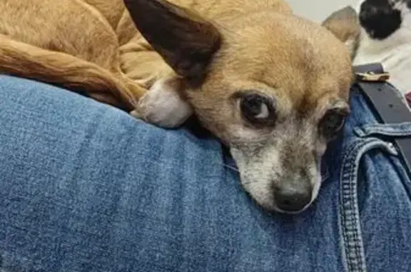 Найдена собака, Ейск, фото: Найдена собака на ул. Щорса, 112, Ейск