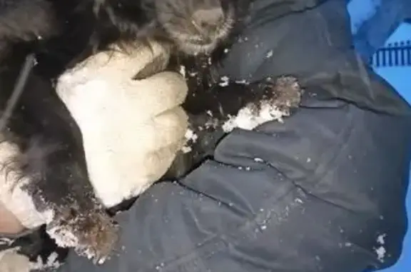 Найдена собака, Кувардино, фото: Собака найдена на Восточной ул., Кувардино