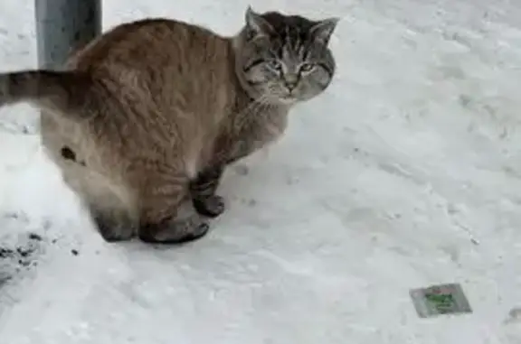 Найденные животные Кемерово, фото: Кошка найдена: Пролетарская 21, Кемерово