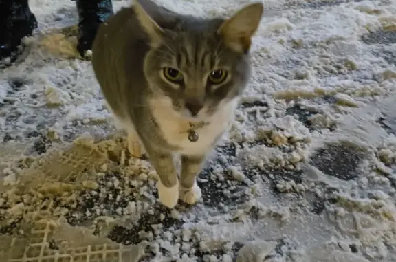 Объявления о пропавших и найденных животных, Нижний Новгород, фото: Кошка найдена у ул. Страж Революции, НН