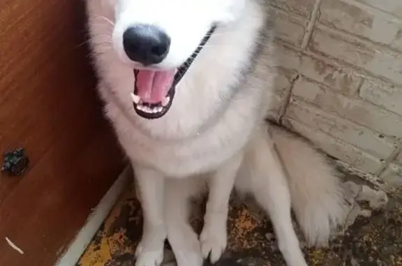 Пропала собака на Южной улице, Паслоково - photo