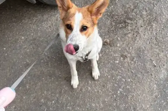 Пропала собака, Высоковольтная 15, Дмитров - photo