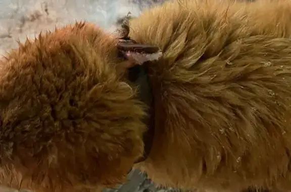 Найдена собака, Тула, фото: Собака найдена: ул. Дм. Ульянова, Тула