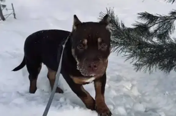 Пропала собака у школы на Мухачева, 226 - photo