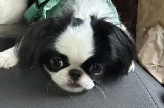 Пропала собака, ул. Емельянова, 88А - photo