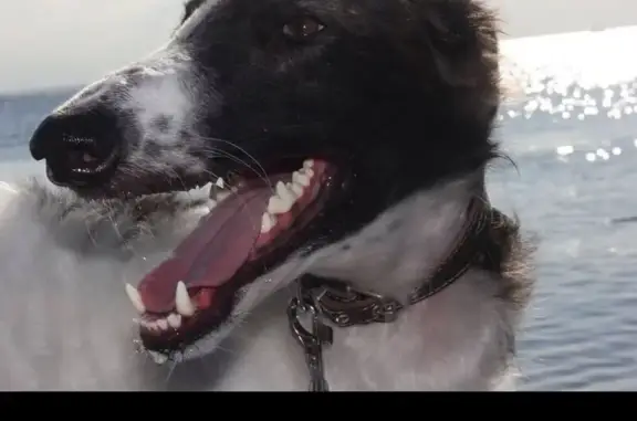 Пропала собака, ул. 50 лет СССР, 10, Сочи - photo