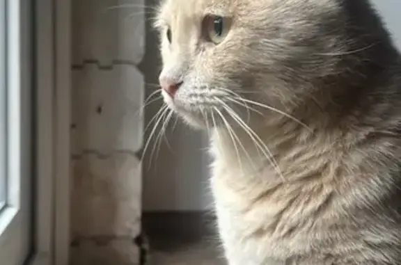 Пропала кошка, Дубравный, 03К-470, 36 - photo