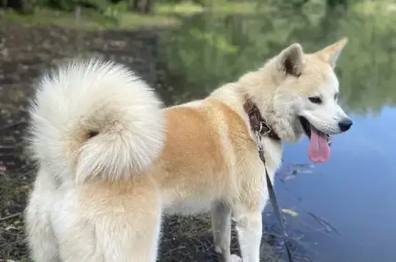 Пропала Акито Ину, Радужная ул. 19, Тамбов - photo