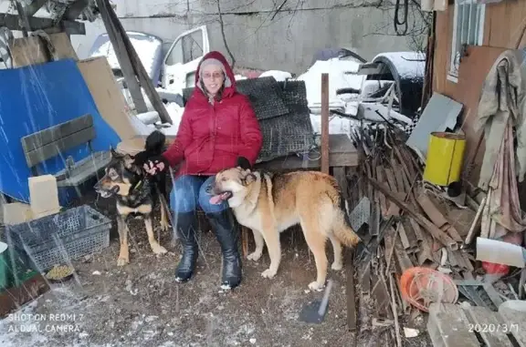 Пропала собака в районе Ржевка-Пороховые - photo