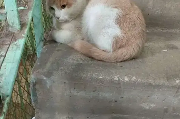 Найдена кошка, Владимир, фото: Кошка найдена: Северная ул. 1А к20, Владимир