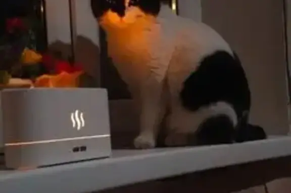 Пропал кот Бабос, Витебский пер., 1, Воронеж - photo