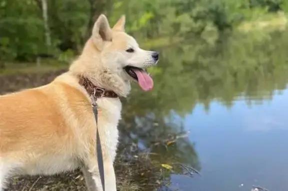 Пропала Акита Ину, Радужная 19, Тамбов - photo