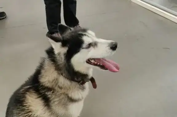 Найдена собака, Воронеж, фото: Собака найдена: Парковая ул., 3, Воронеж