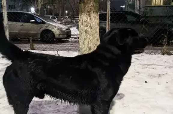 Найдена собака, Ростов-на-Дону, фото: Собака найдена на Волкова, 41, Ростов-на-Дону