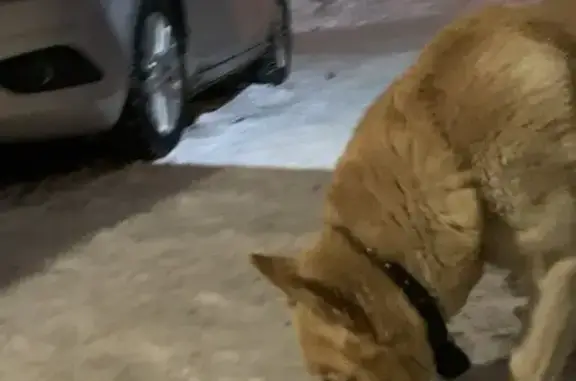 Найдена собака, Томск, фото: Собака найдена на Интернационалистов, 8, Томск