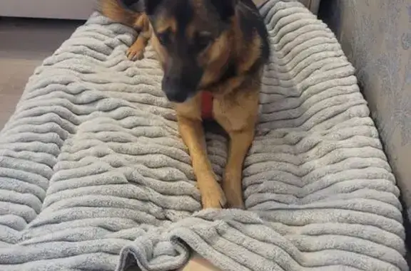 Найдена собака, Сочи, фото: Сочи: найдена ласковая собака, ищем дом