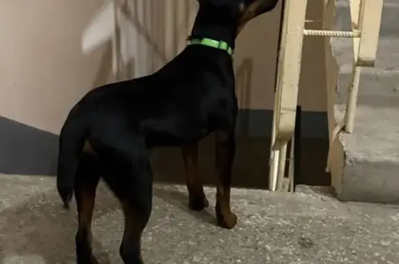 Найдена собака, Пермь, фото: Собака найдена: Красногвардейская, 2, Пермь