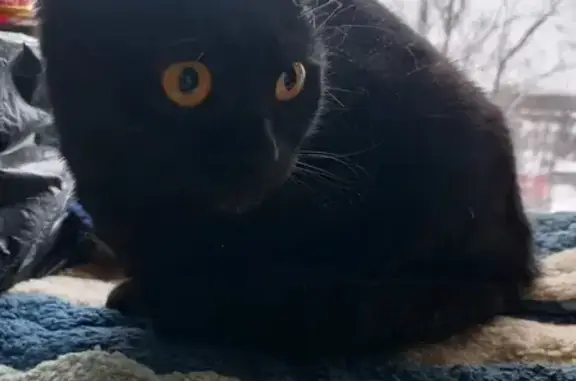 Найденные животные Тула, фото: Кошка найдена на Курковой, 16, Тула