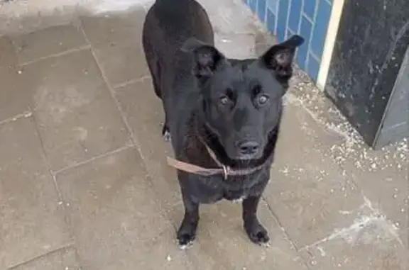 Найдена собака, Ям, фото: Собака найдена в ЖК Прибрежный парк, Ям