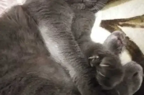 Пропала кошка, ул. М. Гаджиева, 1А, Кизляр - photo