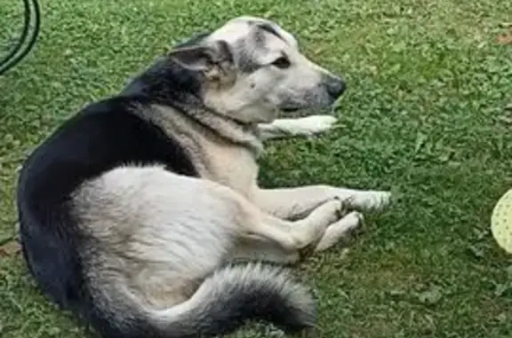 Пропала собака, Уварово, 46Н-01528 - photo