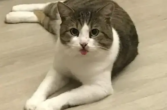 Пропала кошка, Северный пер. 133, Рыбинск - photo