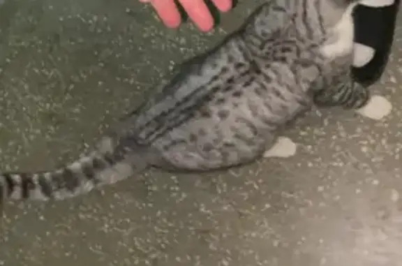 Найдена кошка, Чебоксары, фото: Кошка найдена: пр. Тракторостроителей, 14