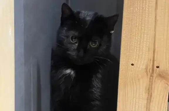 Найдена кошка, Московский, фото: Кошка найдена, Киевское шоссе, Москва