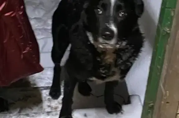 Найдена собака, Мытищи, фото: Собака найдена: Советская ул., 22, Мытищи