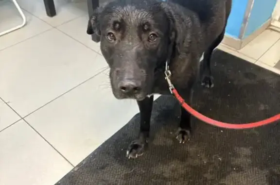 Найдена собака, Нижний Новгород, фото: Найдена собака, ул. Василия Иванова 53