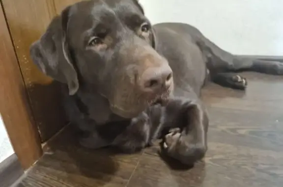 Пропала собака: Бузулук, Колтубановский - photo