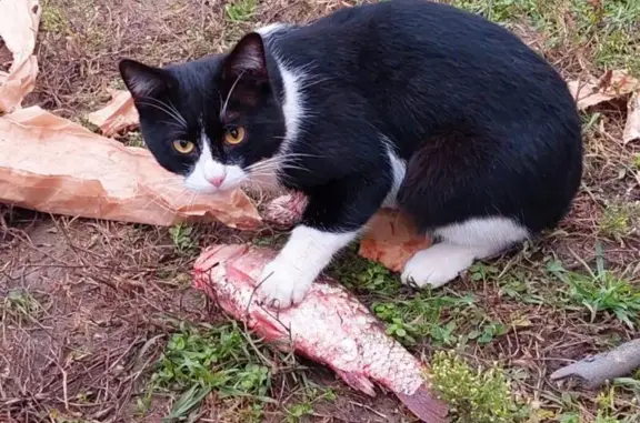 Пропала кошка, Придорожная 18, Саратов - photo