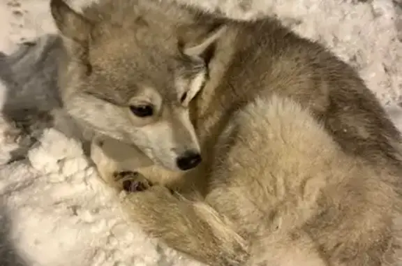 Найдена собака, Бронницы, фото: Собака найдена в СНТ Образцово, Бронницы